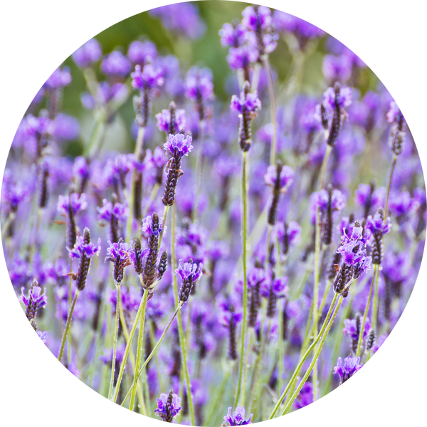 lavender plant spanish Spanish Lavender, 4" plant