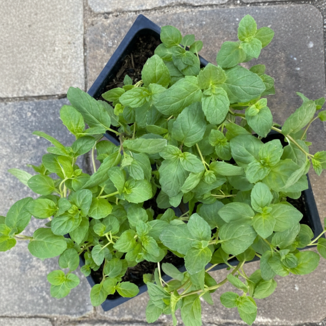 Spearmint, 2" plant