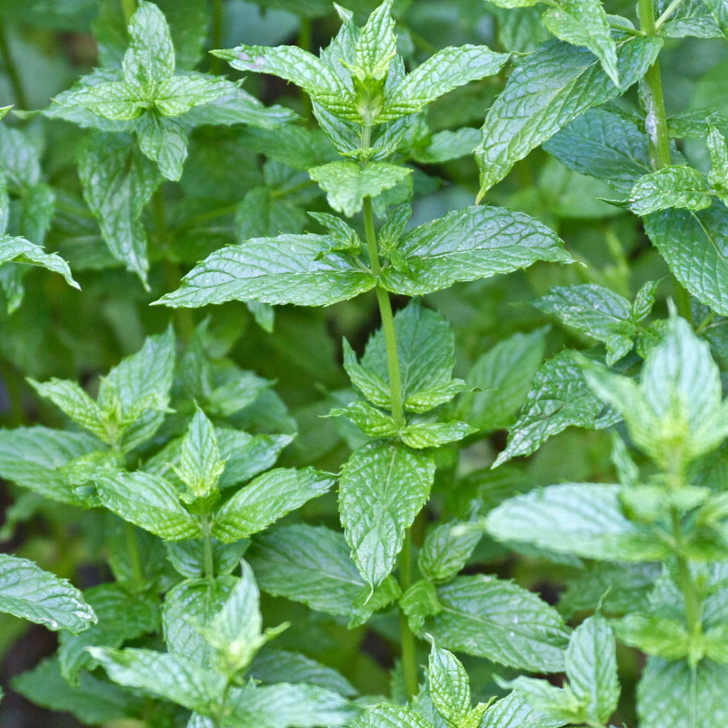 Spearmint, 4" plant
