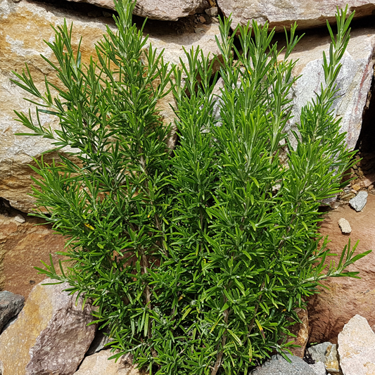 Spice Island Rosemary