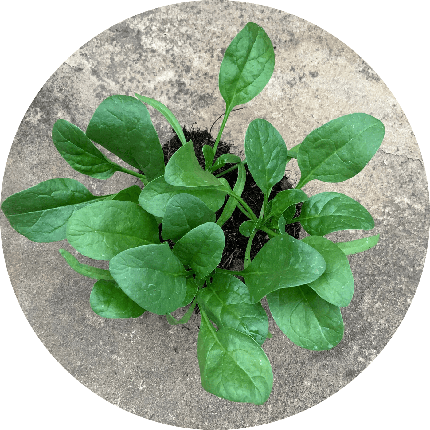 Butterflay Spinach (Leafy Green)