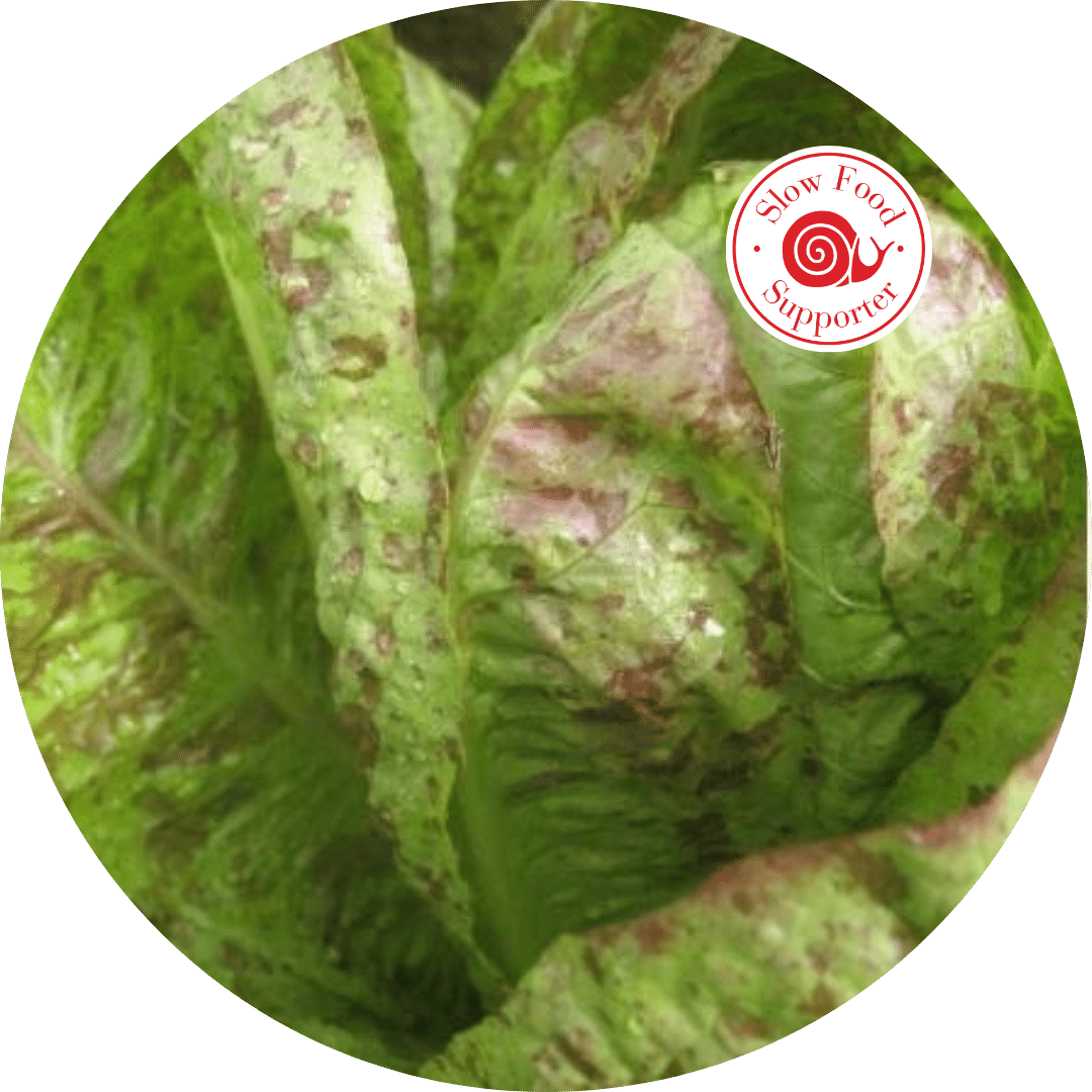 Ark of Taste Spotted Trout Lettuce