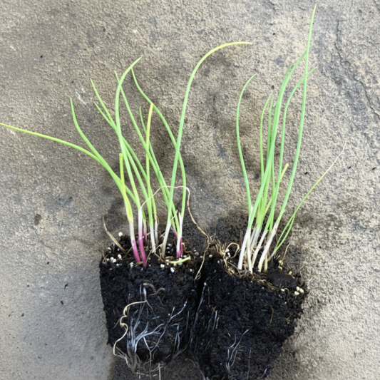 Scallions