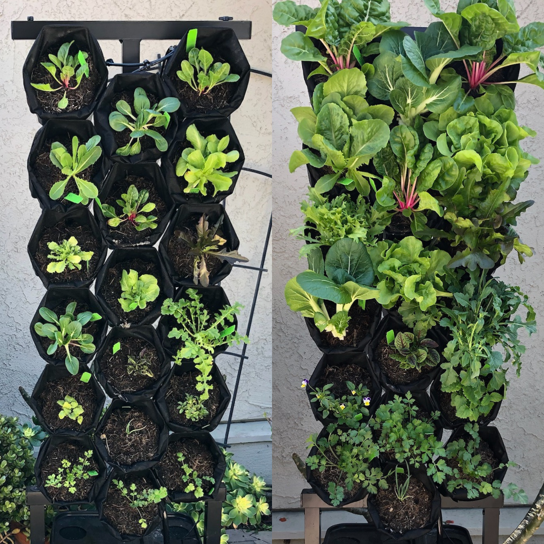 The Planted Wall