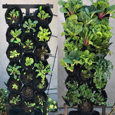 The Planted Wall
