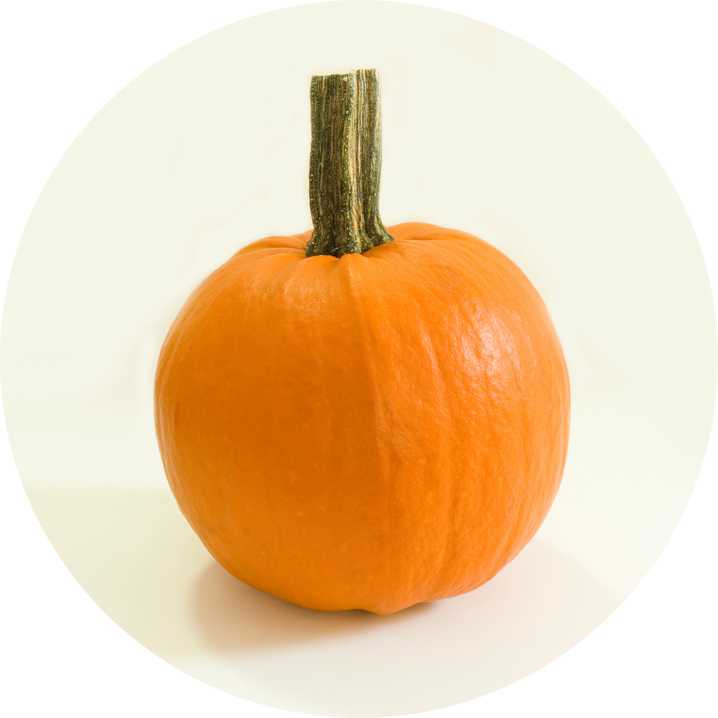 Baby Pam Pumpkin Squash