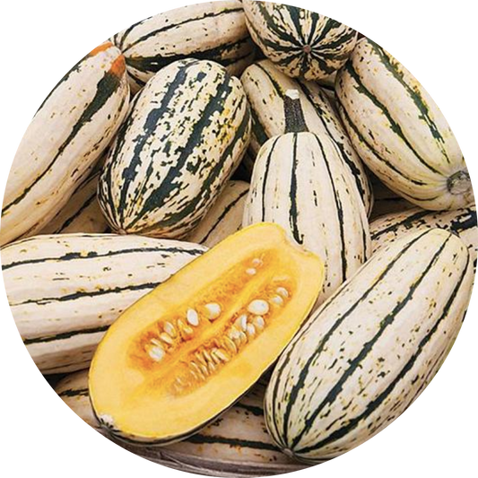 Bush Delicata Squash
