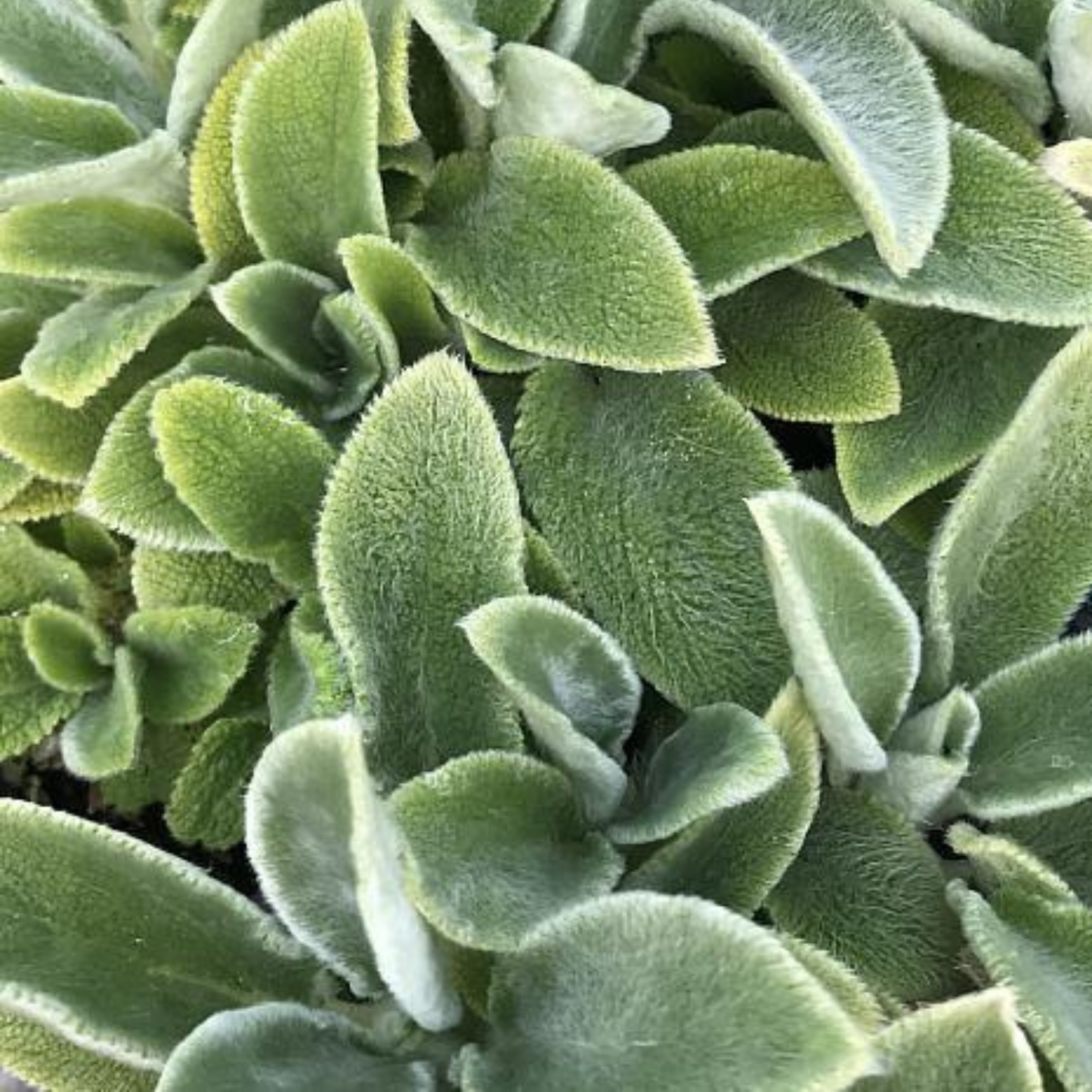 Primerose Heron Lamb's Ear