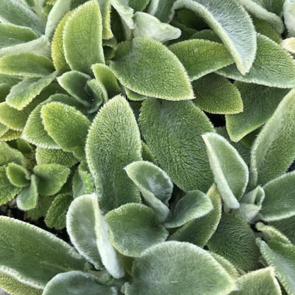 Primerose Heron Lamb's Ear
