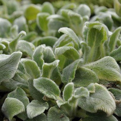 Silver Carpet Lamb's Ear