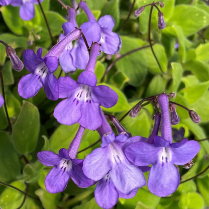 Concord Blue Streptocarpus