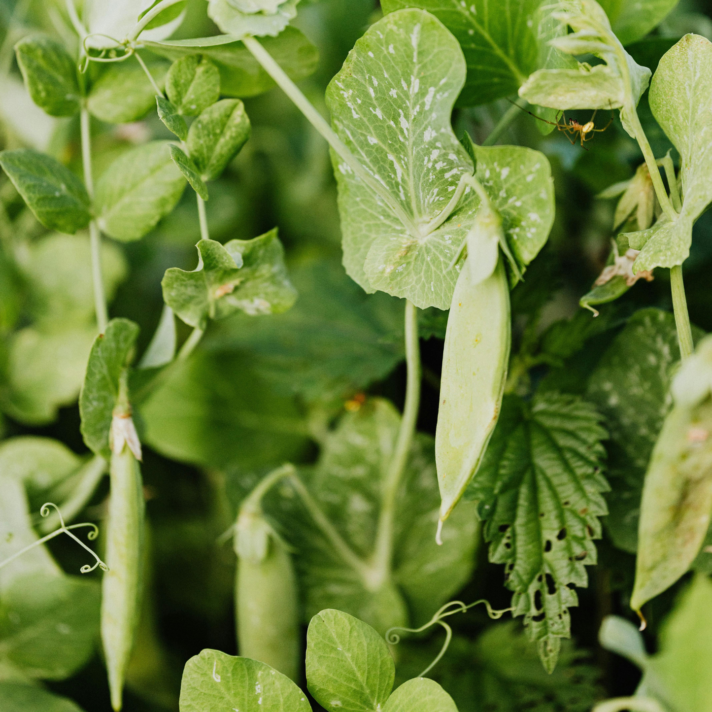 Sugar Ann Pea, 6 plants