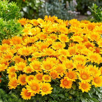 Suncarpet Treasure Flower