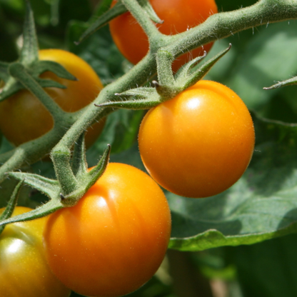 Sungold Cherry Tomatoes