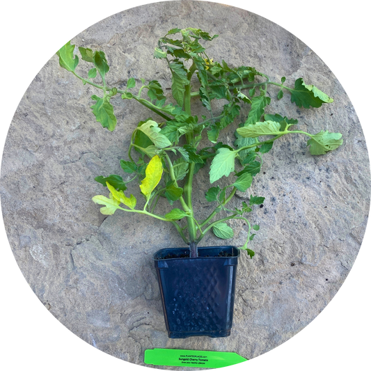 Sungold Cherry Tomato Grow Kit