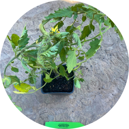 Sungold Cherry Tomatoes (4")