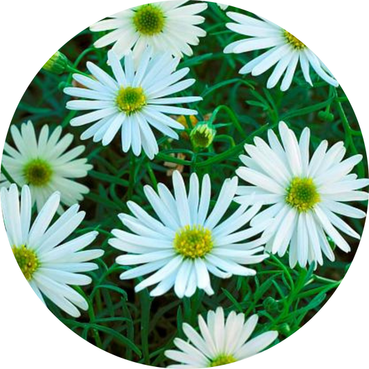 White Surdaisy
