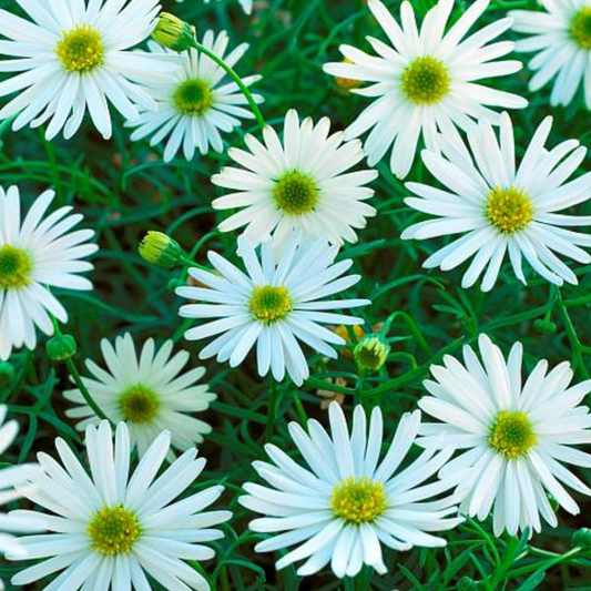 White Surdaisy