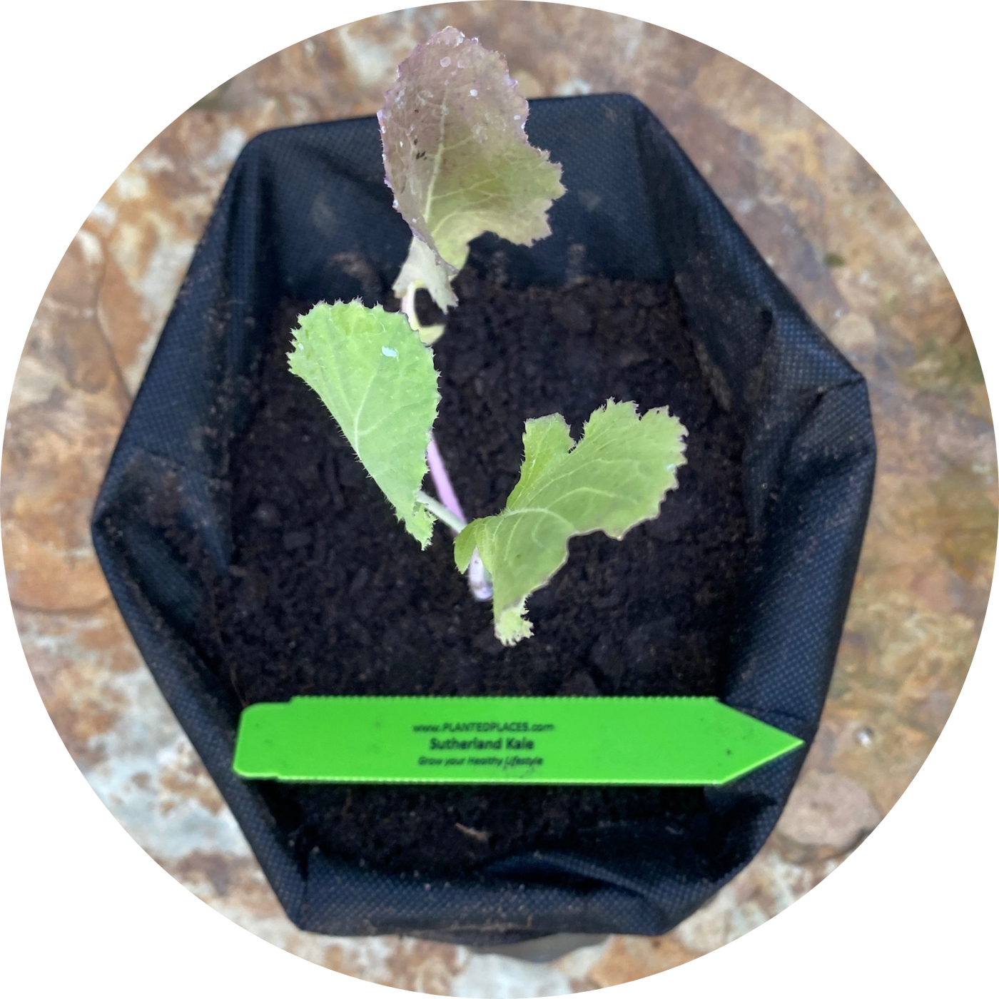Sutherland Kale