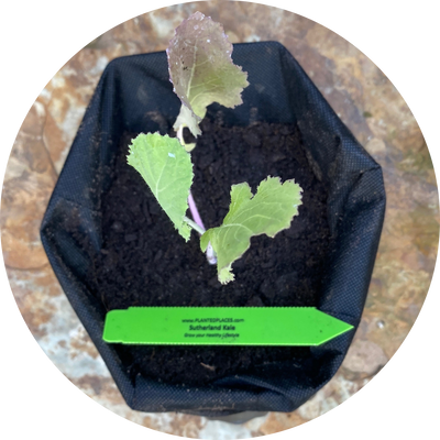 Sutherland Kale