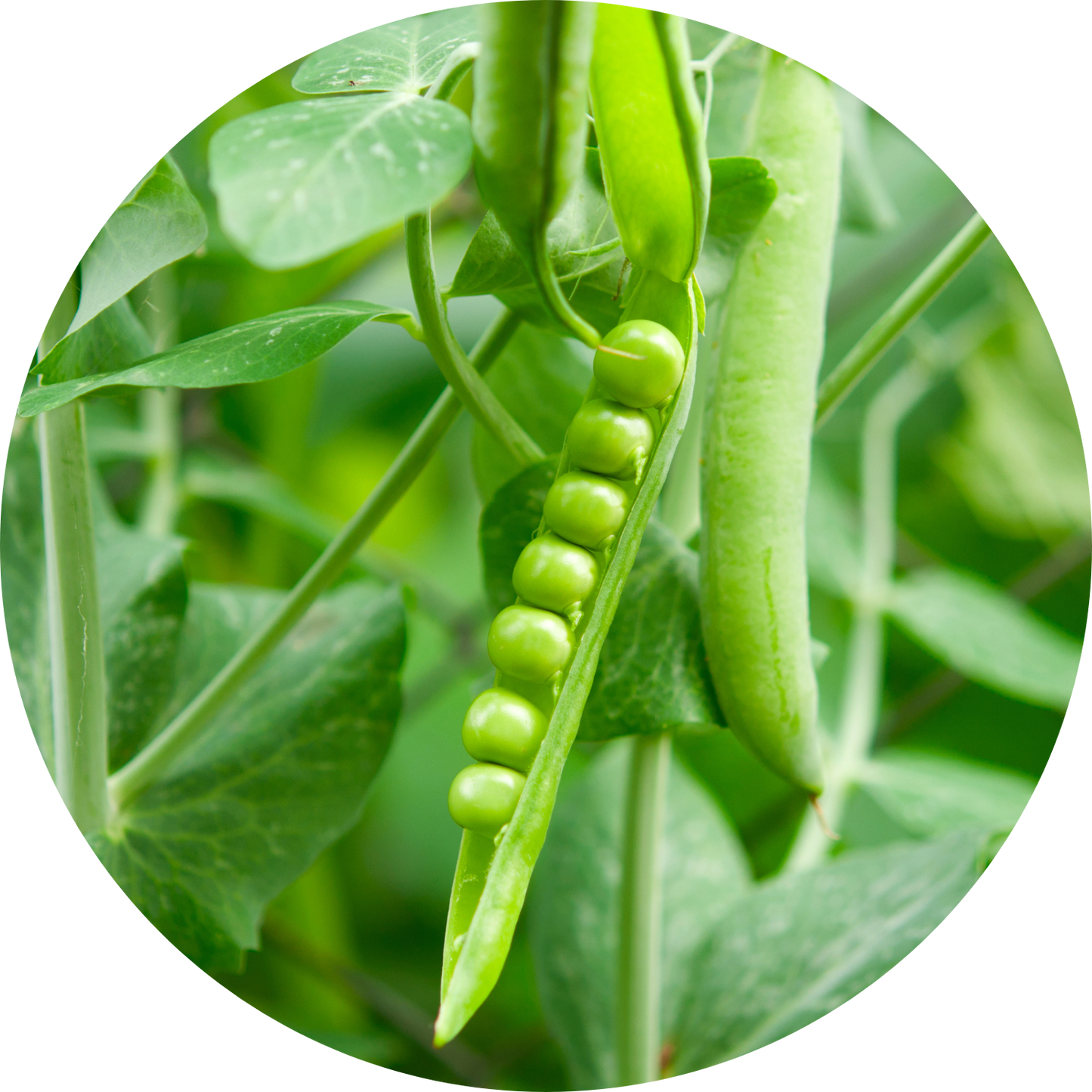 Sweet Gem Pea