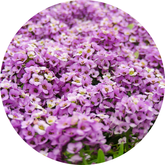 Sweet Alyssum "Pink Floral"