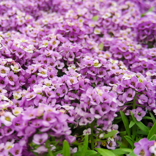 Pink Floral Sweet Alyssum
