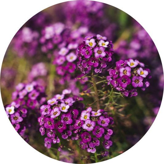 Sweet Alyssum "Purple Floral"