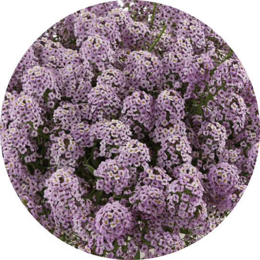 Sweet Alyssum "Purple Floral"