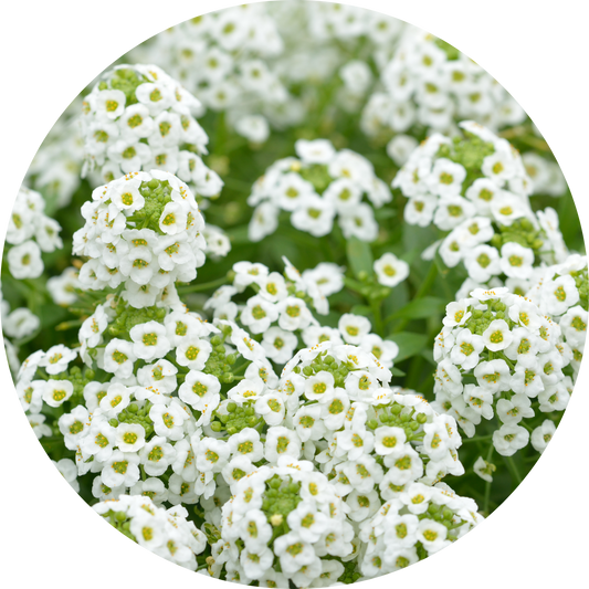 Sweet Alyssum "White Floral"