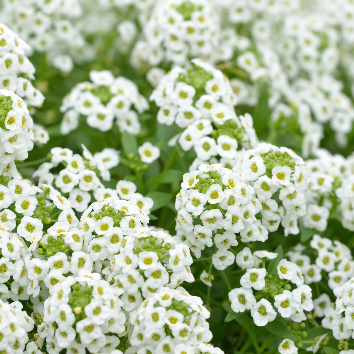 White Floral Sweet Alyssum