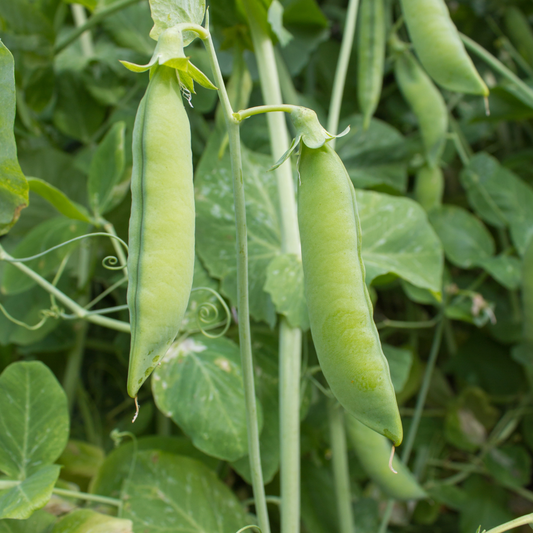 Sweet Gem Pea, 6 plants