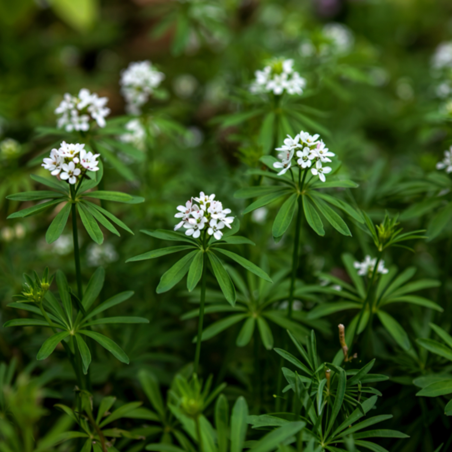Sweet Woodruff
