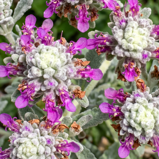 Cossonii Germander