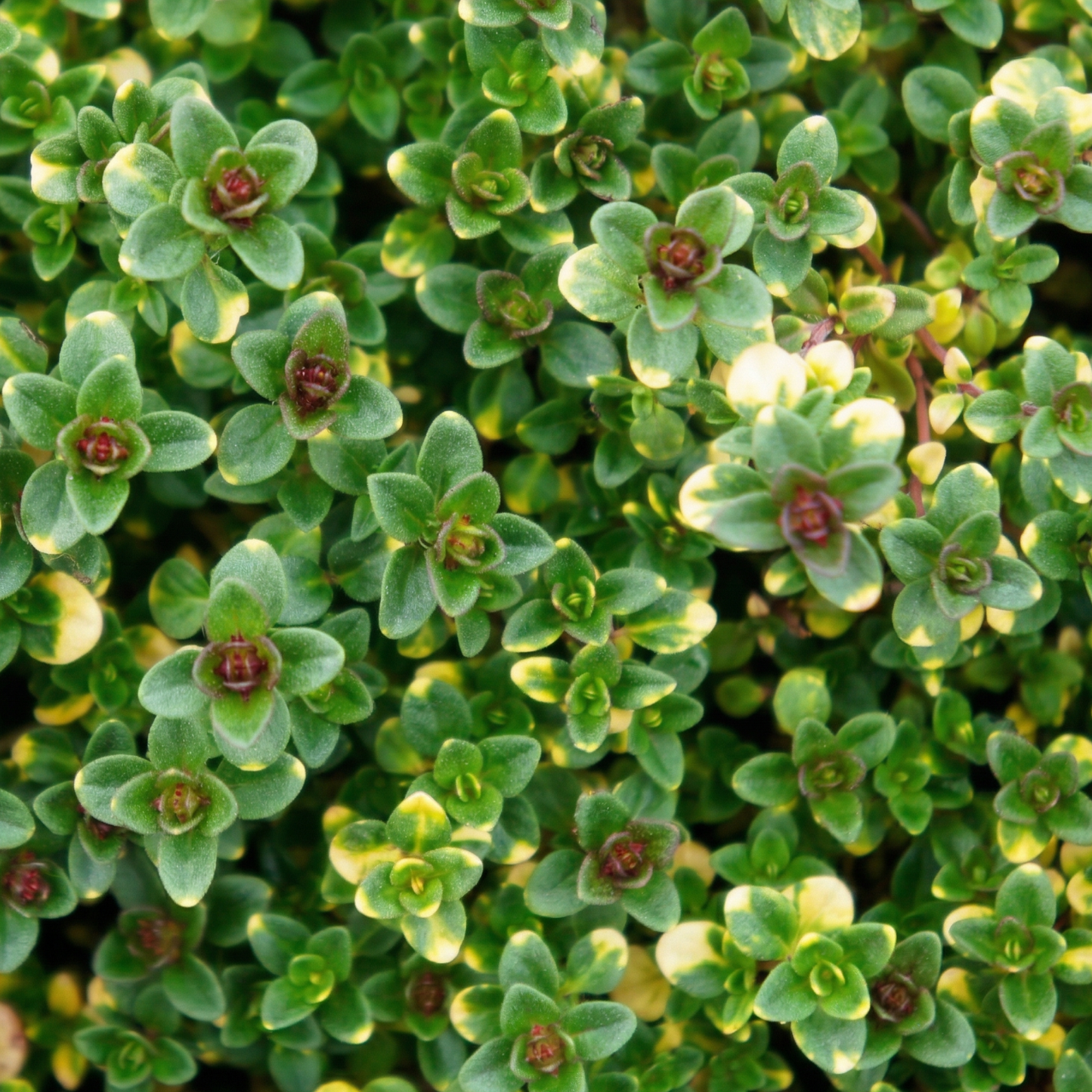 Doone Valley Thyme