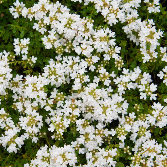 White Creeping Thyme