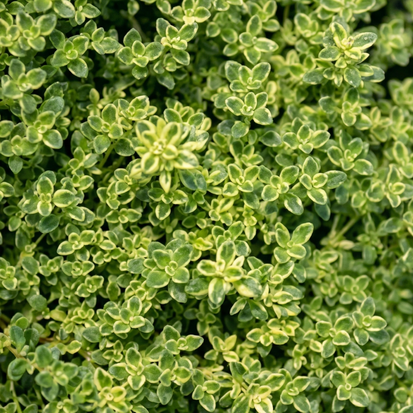 Highland Cream Creeping Thyme