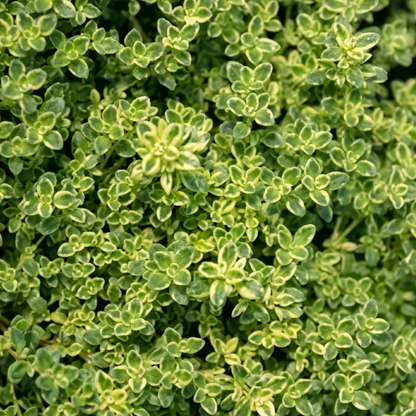 Highland Cream Creeping Thyme