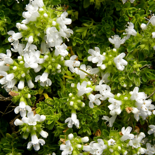 Albus White Creeping Thyme