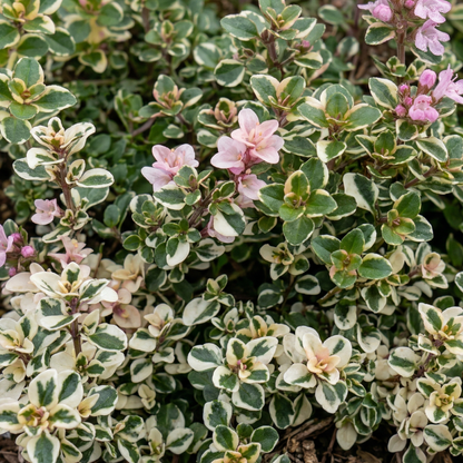 Foxley Broad-Leaf Thyme