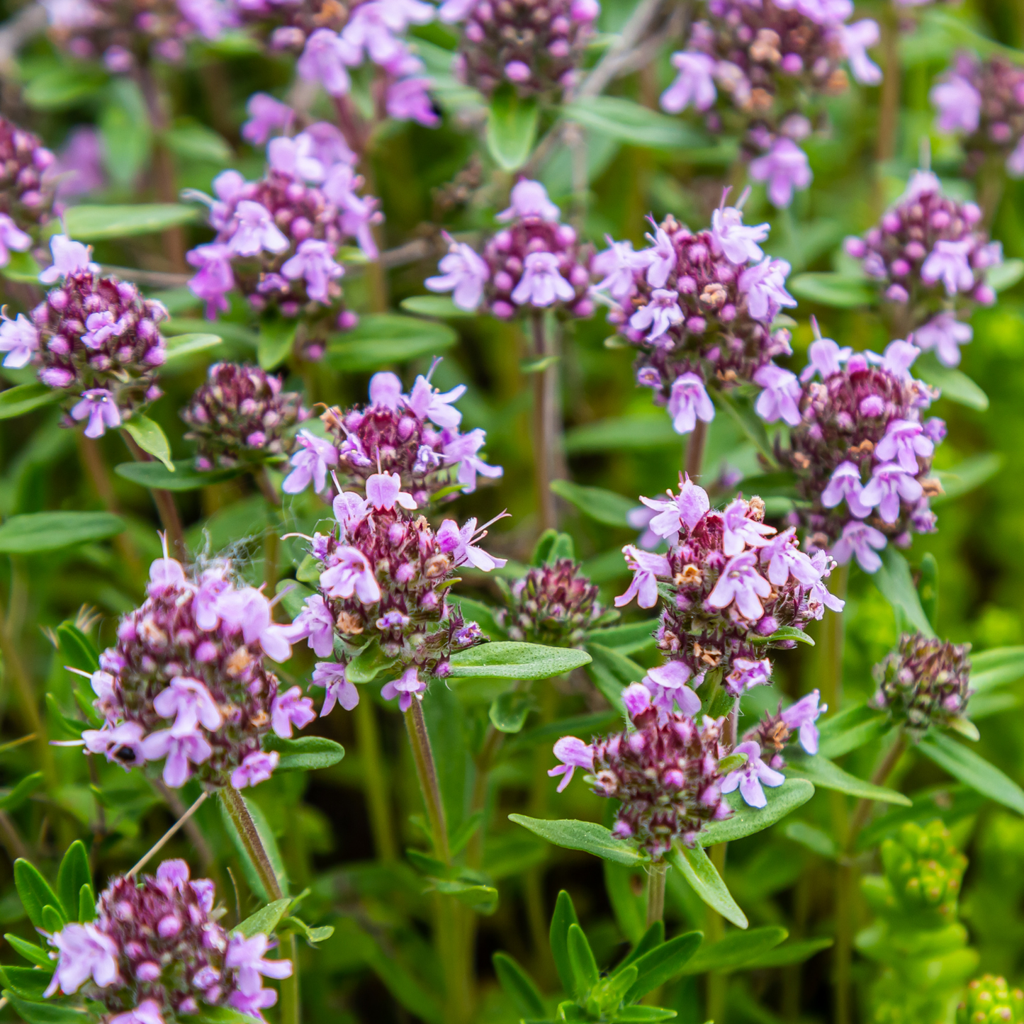 Elfin Thyme
