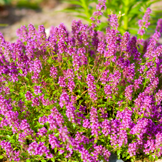Magic Carpet Thyme