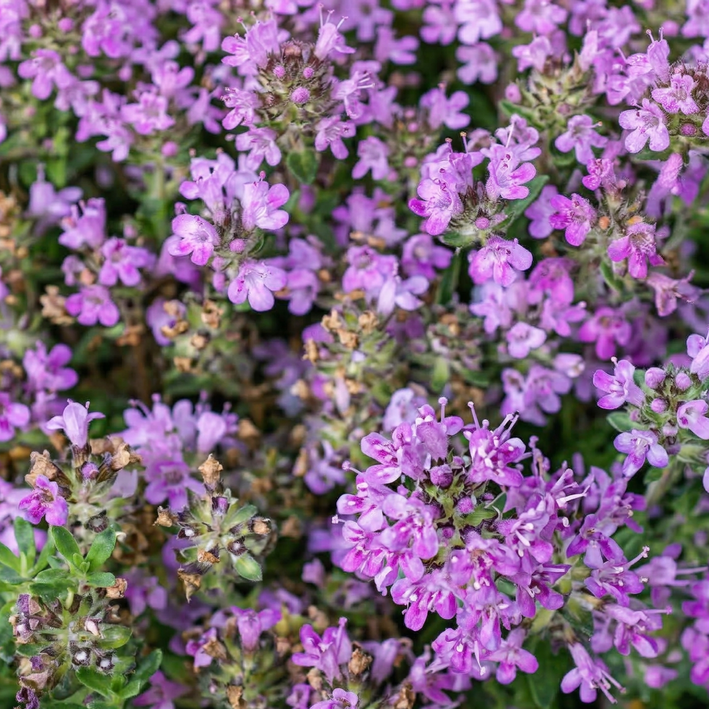 Pink Chintz Wild Thyme