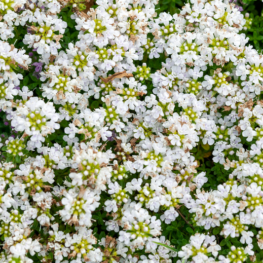 Snowdrift Wild Thyme