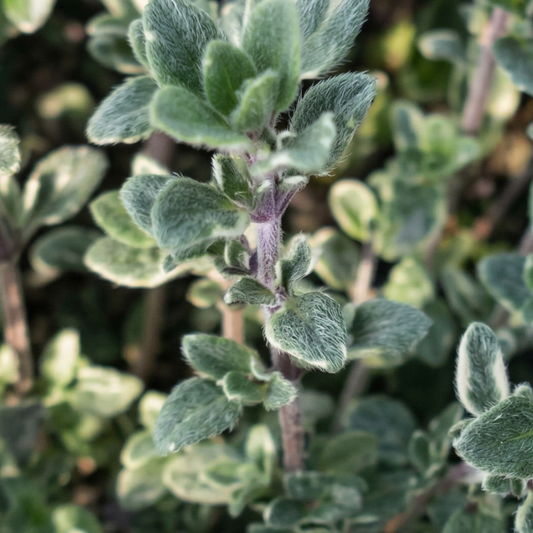 Silver Thyme