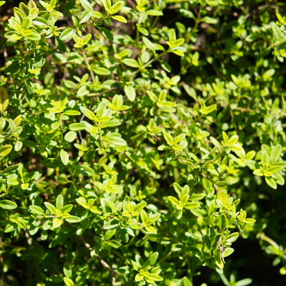 Golden Lemon Thyme
