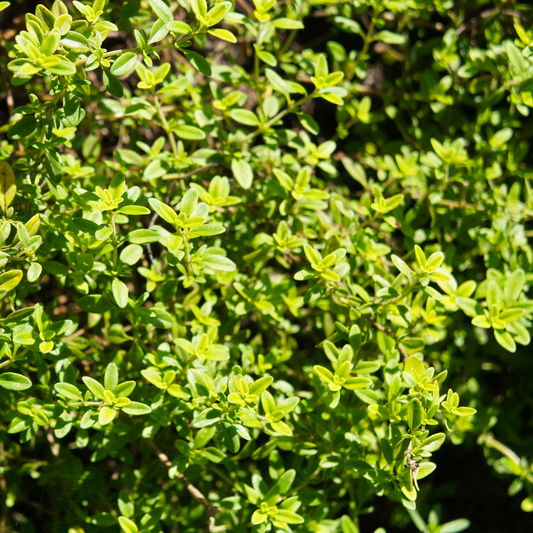 Golden Lemon Thyme