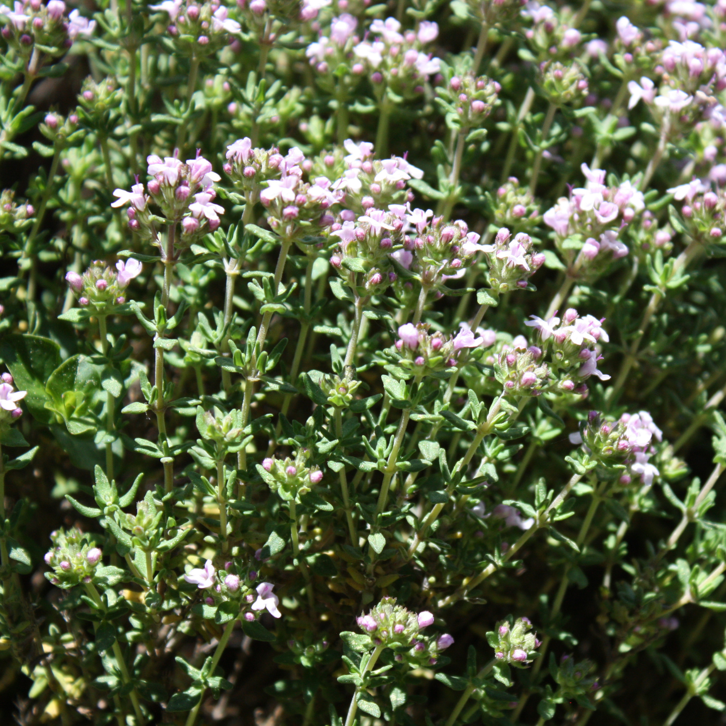 Lime Thyme