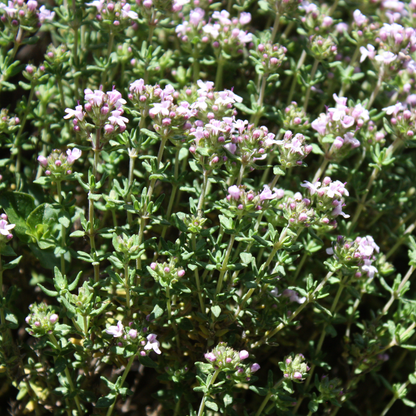 Lime Thyme
