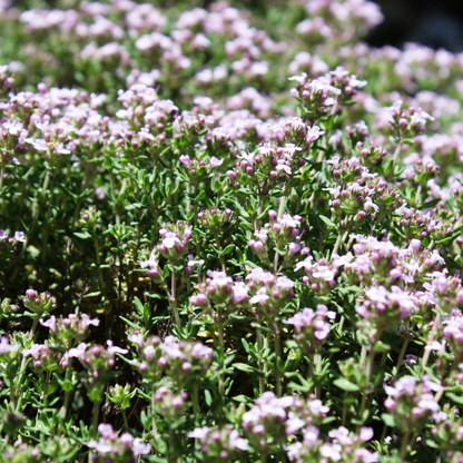 Spicy Orange Thyme